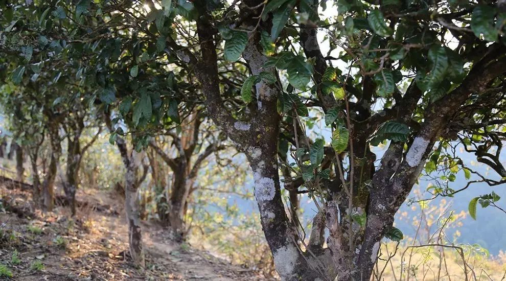 2021年大雪山古樹秋茶口感品鑒?