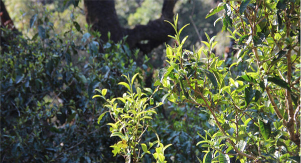 2021大雪山古樹秋茶香甜順滑！