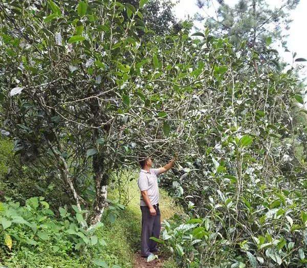 2021壩糯古樹秋茶藤條茶！不是樹種，而是這樣形成的！