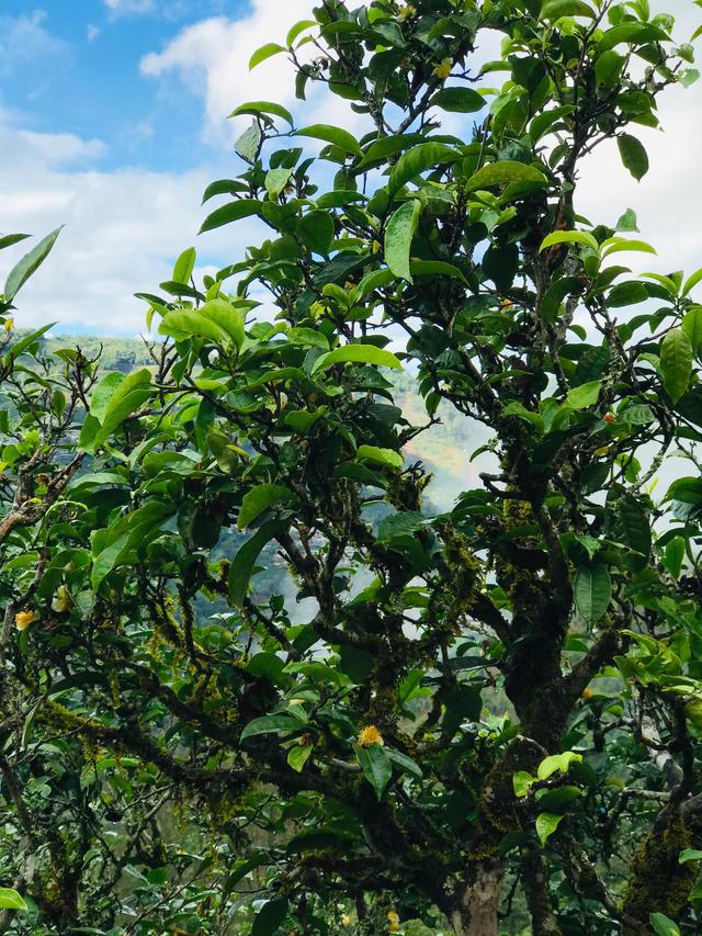 2021年冰島南迫古樹(shù)秋茶茶園詳解！