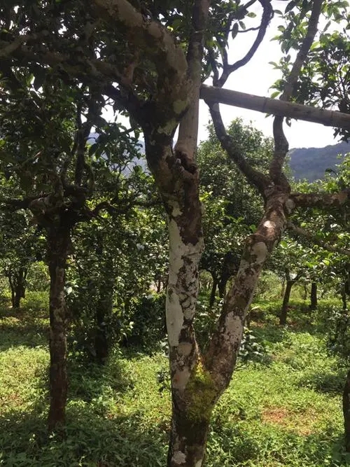 2021年冰島地界古樹秋茶口感？