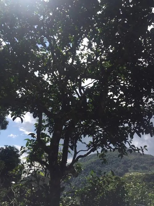 2021冰島地界古樹秋茶長在雪山山脊上的茶園