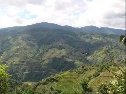 2021年冰島壩歪古樹秋茶特點？