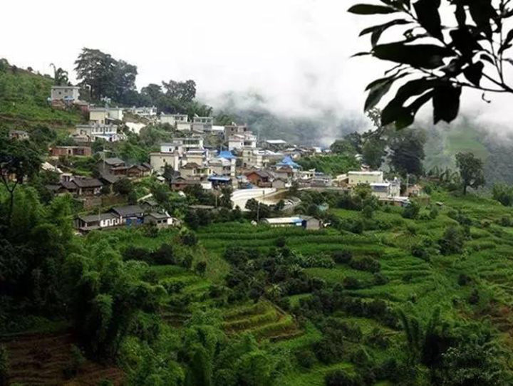 2021年冰島壩歪古樹秋茶口感?