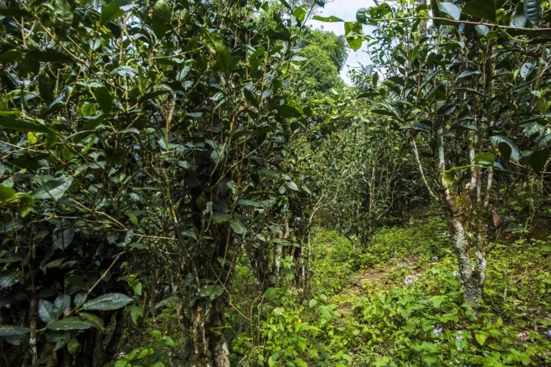 2021年冰島糯伍古樹秋茶口感是什么?