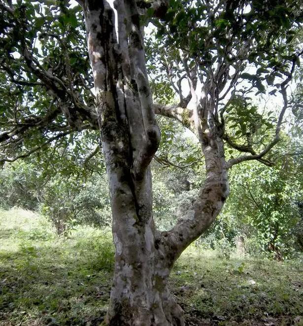 2021年巖子頭古樹秋茶，亂石出好茶！