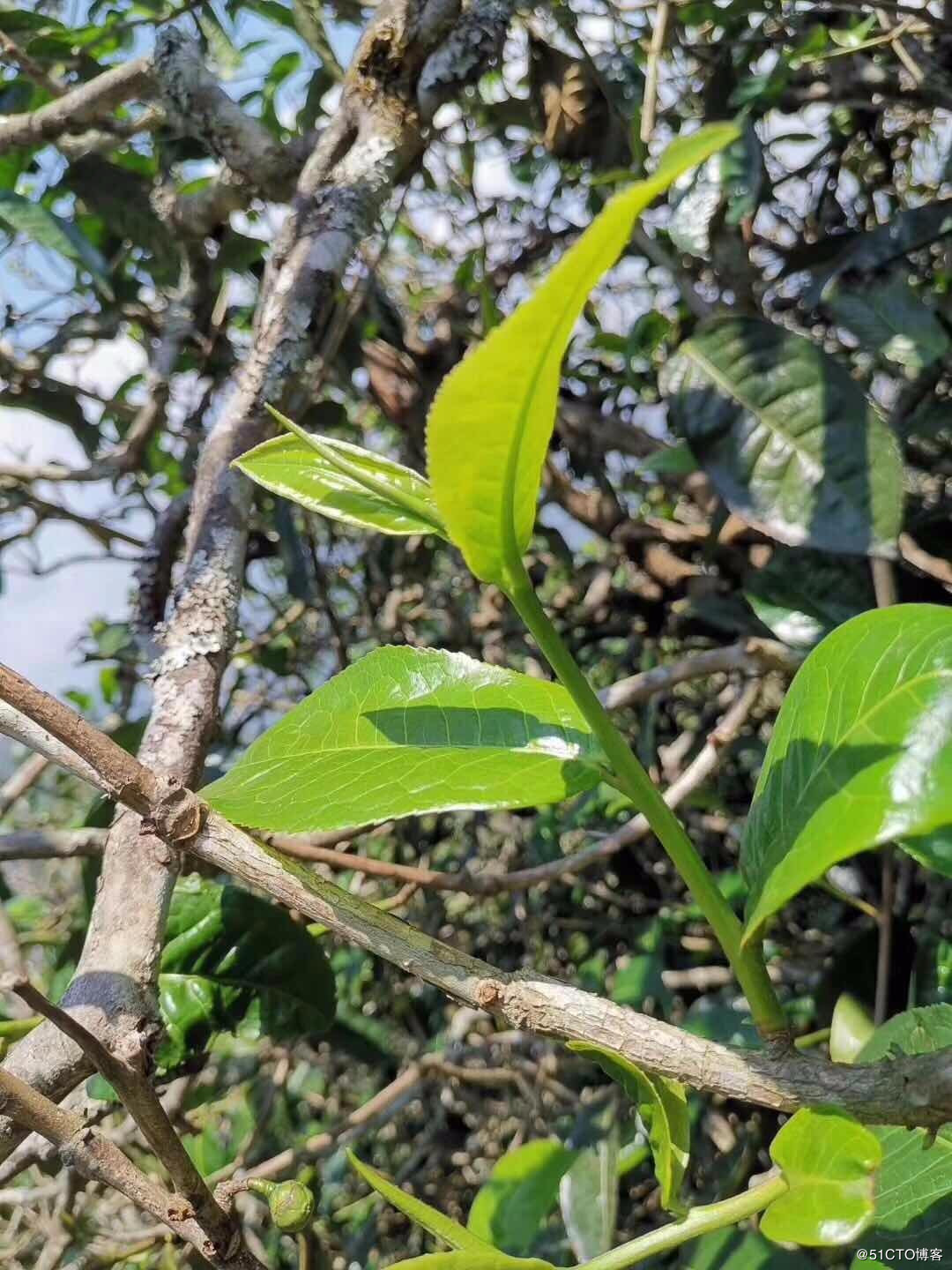 2021鎮(zhèn)康.馬鞍山古樹秋茶——這塊被遺忘的古茶園阿