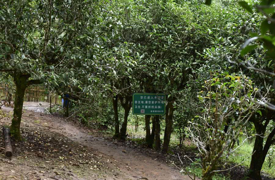 2021年老班章古樹秋茶價格？