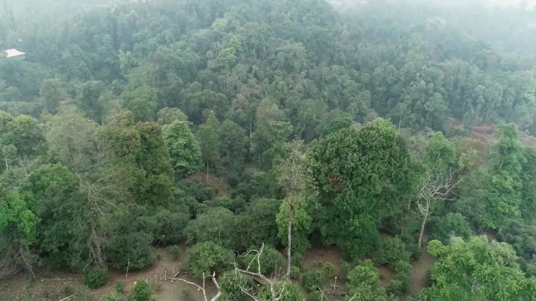 2021年新班章古樹秋茶口感是什么?