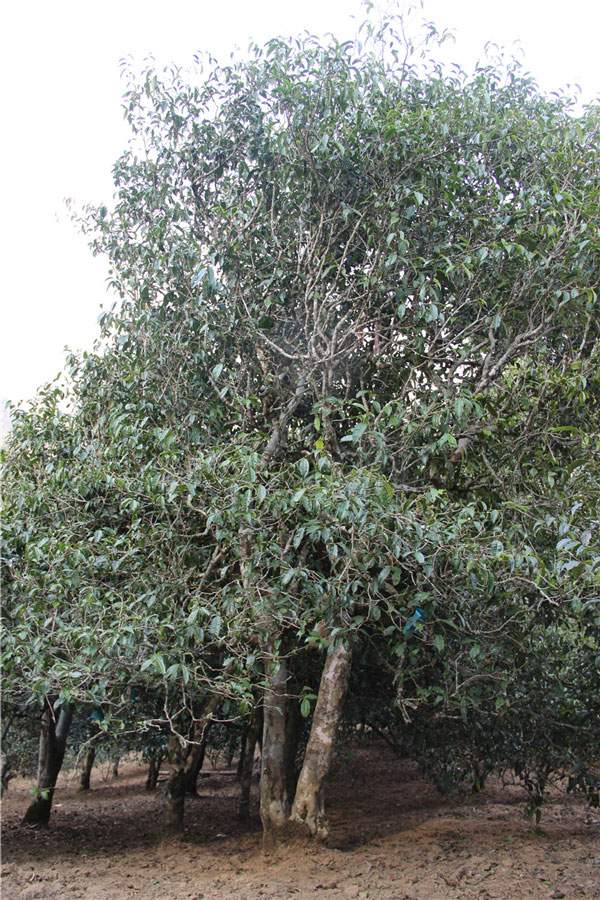 2021年新班章古樹秋茶品鑒！