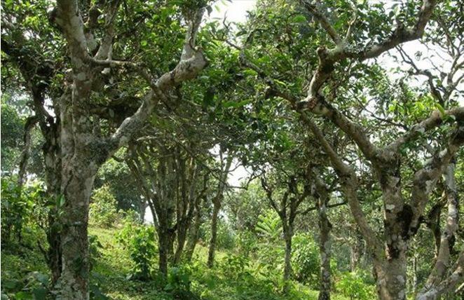 2021年新班章古樹秋茶多少錢一公斤？