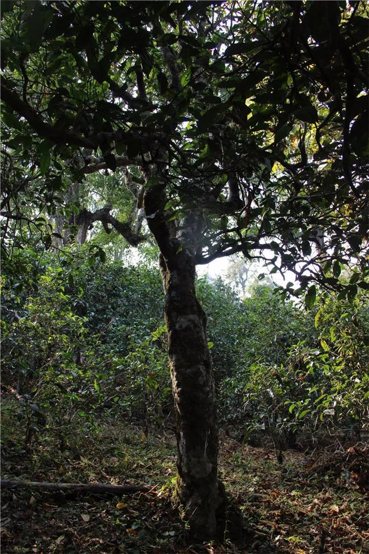 2021年老曼峨古樹秋茶口感是什么?