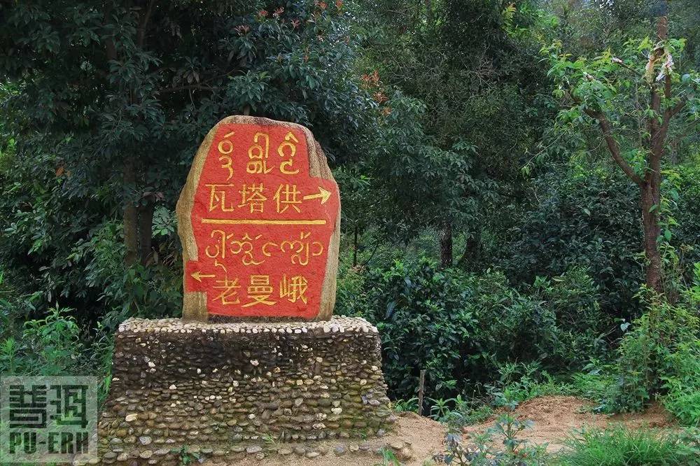 2021年老曼峨古樹秋茶價格多少？