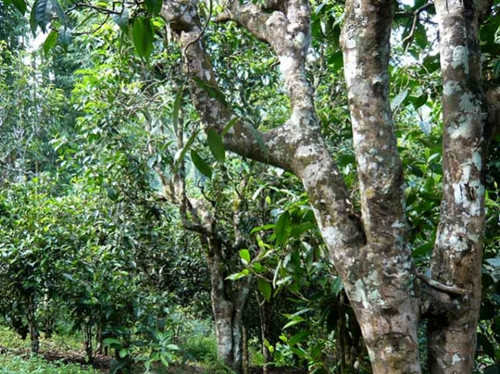 2021老曼峨古樹秋茶多少錢一公斤?