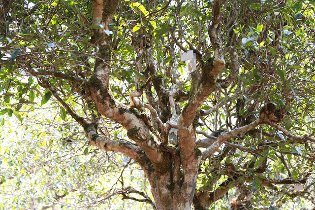 2021年班盆古樹秋茶口感？