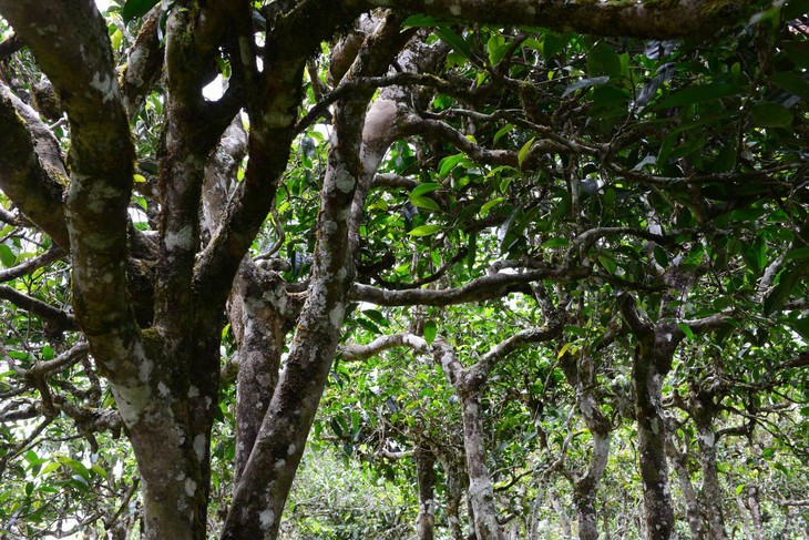 2021年老班章“鄰居”,班盆古樹秋茶茶來了!