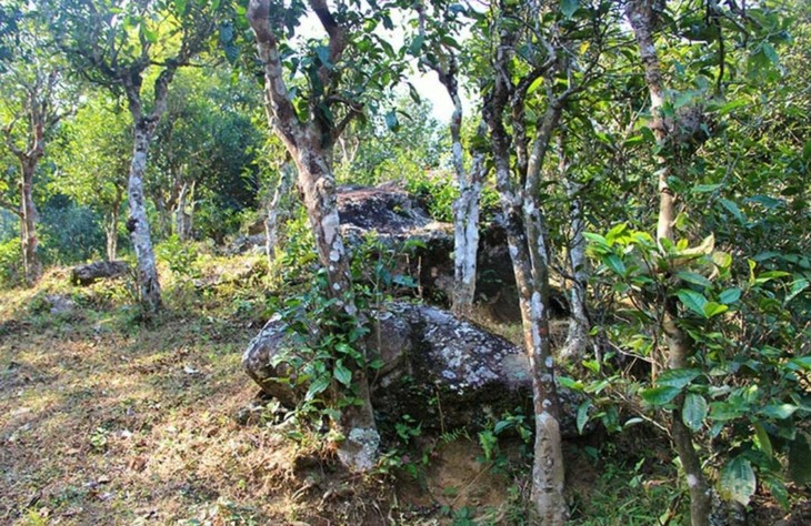 2021年勐宋那卡古樹秋茶特點?