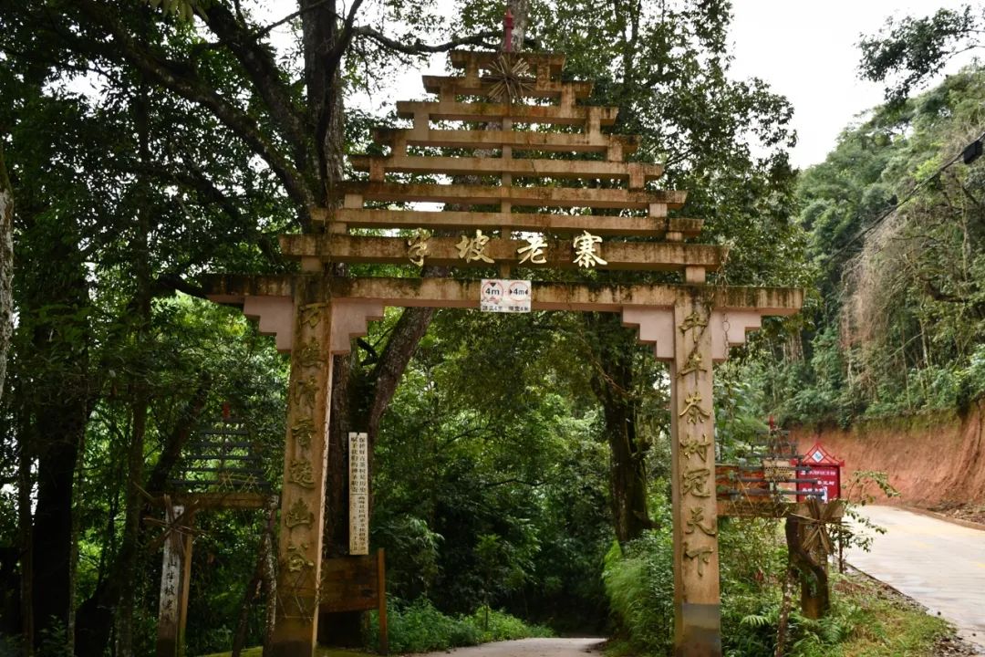 2021年南糯山半坡老寨古樹秋茶特點?