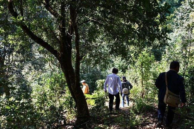 2021年南糯山拔瑪老寨古樹秋茶特點是什么?