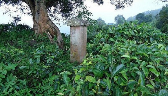 2022年迷帝古樹春茶價(jià)格？