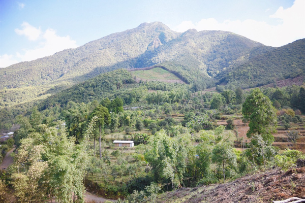 2022年景谷黃草壩古樹春茶價格?