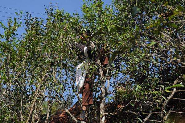 2022年景谷黃草壩古樹春茶品鑒實(shí)錄！