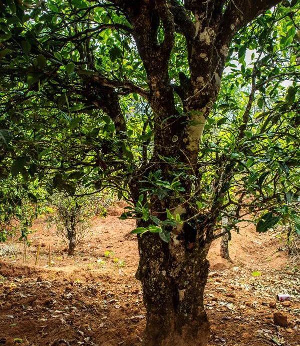 2022年景谷苦竹山古樹春茶特點是什么?