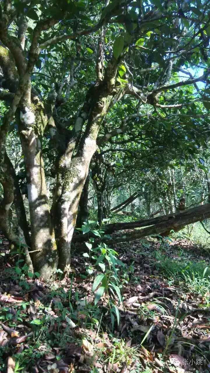 2022年景谷苦竹山古樹春茶價格多少？