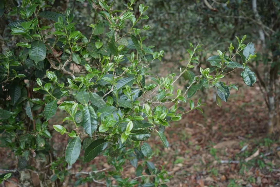 2022年景東哀牢山古樹春茶價格多少?