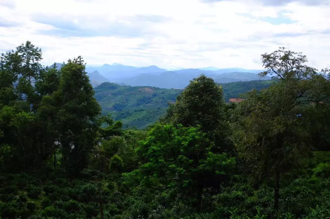 2022年景東祭茶祖 迎春茶，古樹春茶多少錢一公斤？