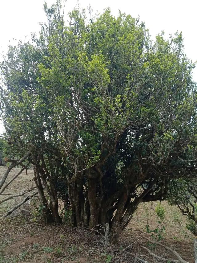 2022年鎮沅馬鄧古樹春茶云南10大茗茶之一