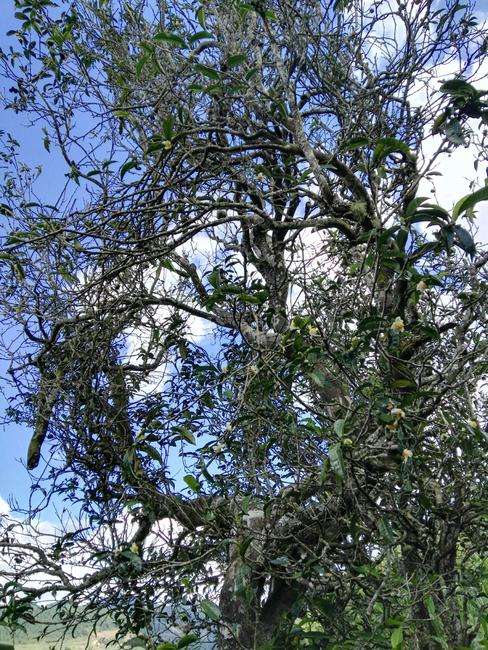 2022年鎮(zhèn)沅老海塘古樹春茶特點？