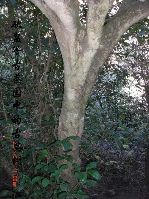 2022年鎮(zhèn)沅砍盆箐古樹春茶多少錢一公斤?