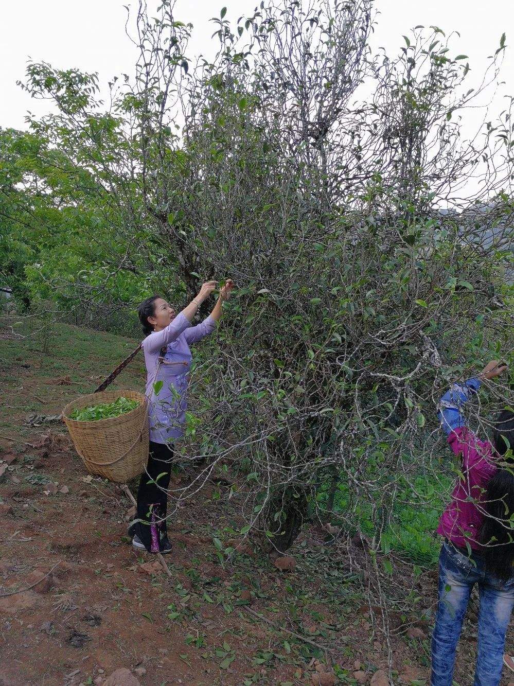 2022年鎮沅打筍山古樹春茶口感?