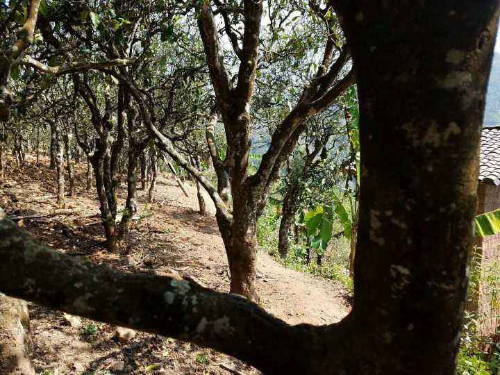 2022年鎮(zhèn)沅打筍山古樹春茶多少錢一公斤？