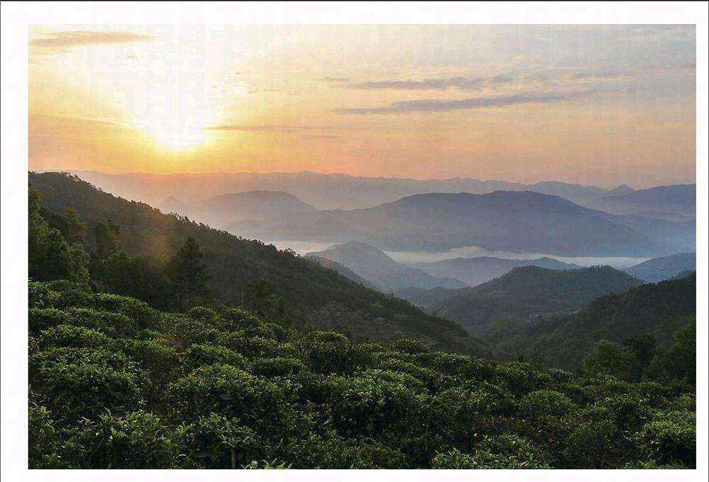 2022年鎮沅老烏山古樹春茶口感?