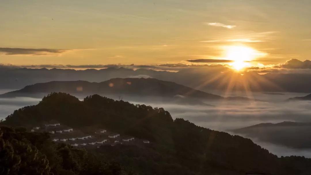 2022年別樣的味道,鎮(zhèn)沅老烏山古樹(shù)春茶