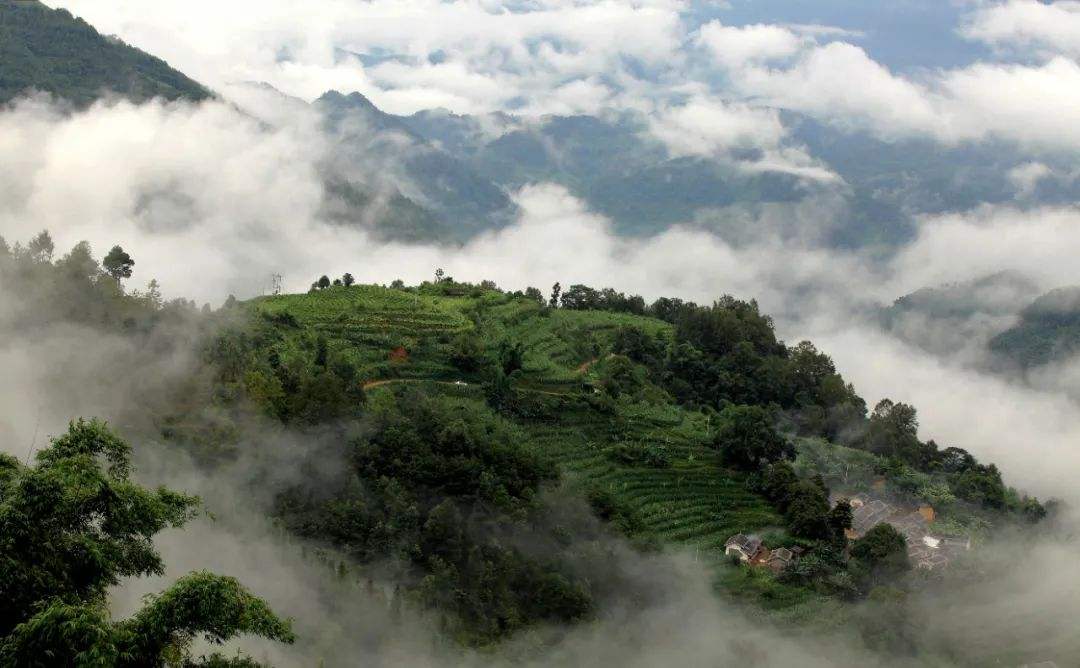 2022年鎮沅千家寨古樹普洱茶的傳說