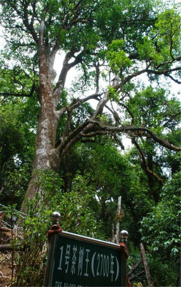 2022年鎮沅千家寨古樹春茶價格？