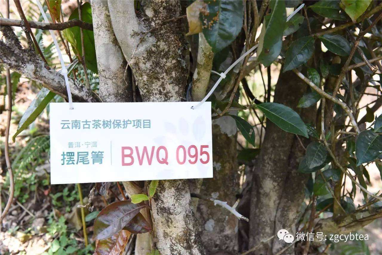 2022寧洱擺尾箐古樹春茶多少錢一公斤？