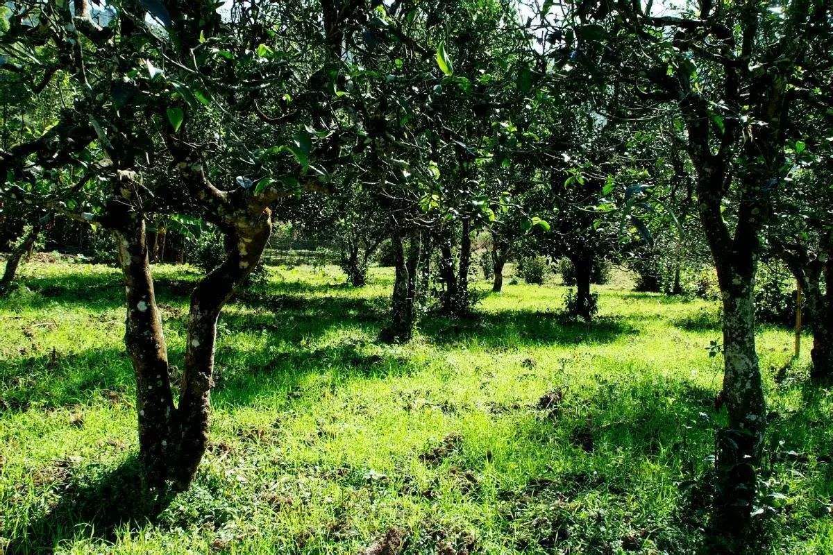 2022年困鹿山古樹春茶價格？