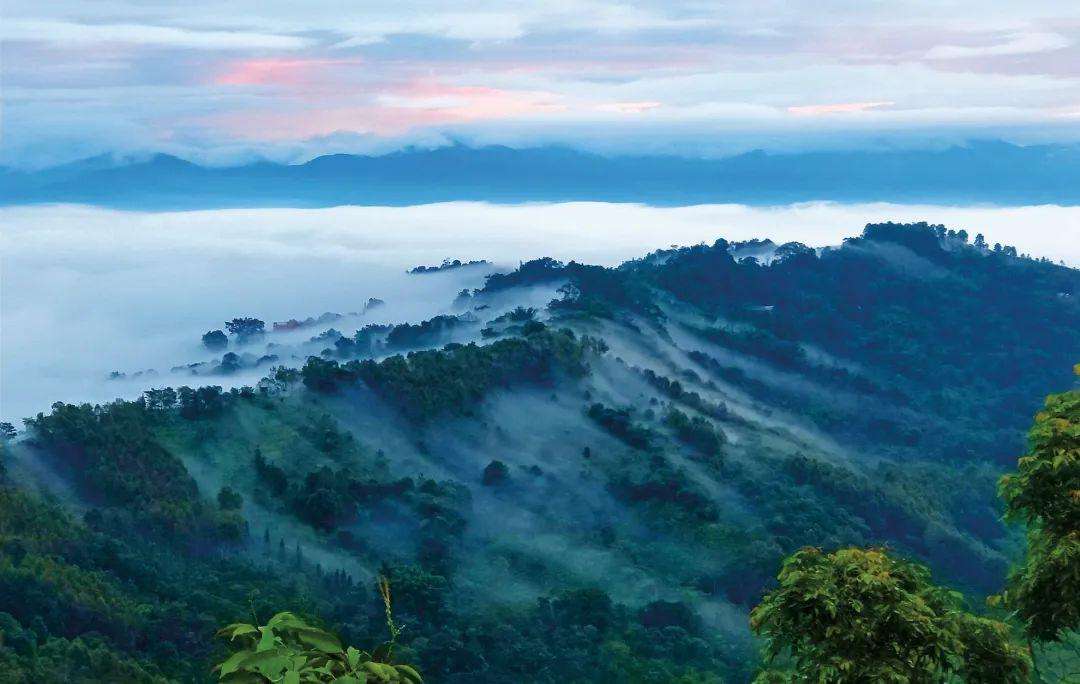 2022年景邁山古茶林為什么可以申遺?