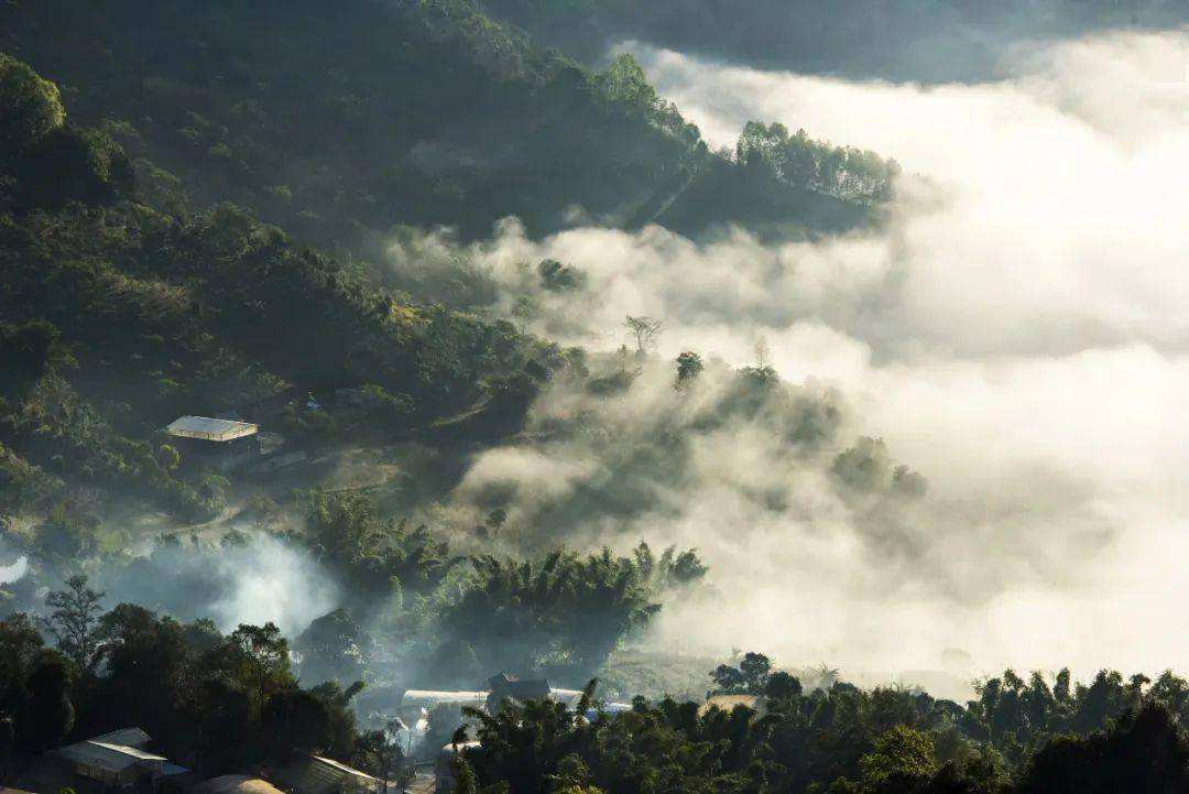 2022景邁山古樹春茶價格？