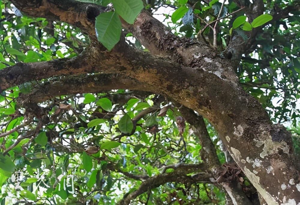 2022年繞開麻黑，你損失的將是半個易武