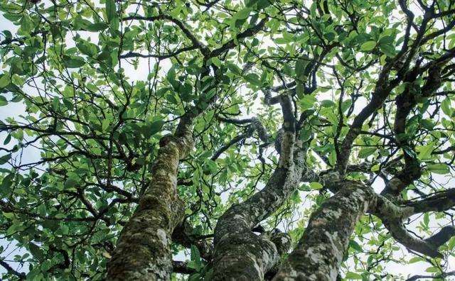 2022年落水洞古樹春茶多少錢一公斤？