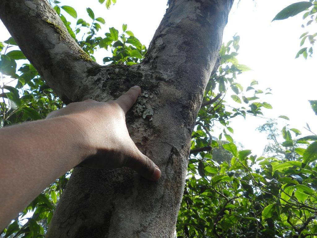 2022年大漆樹古樹春茶口感？