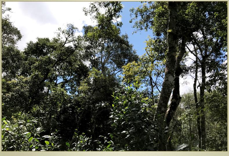 2022年大漆樹古樹春茶丨你壓根就喝不到的喉韻，它就有