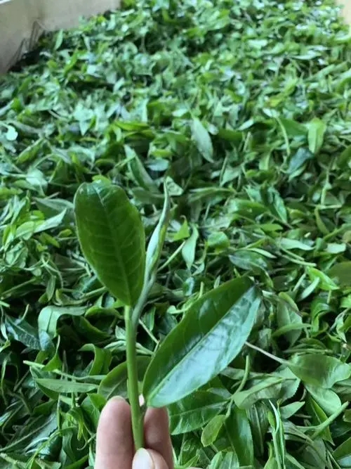 2022年彎弓古樹春茶口感?