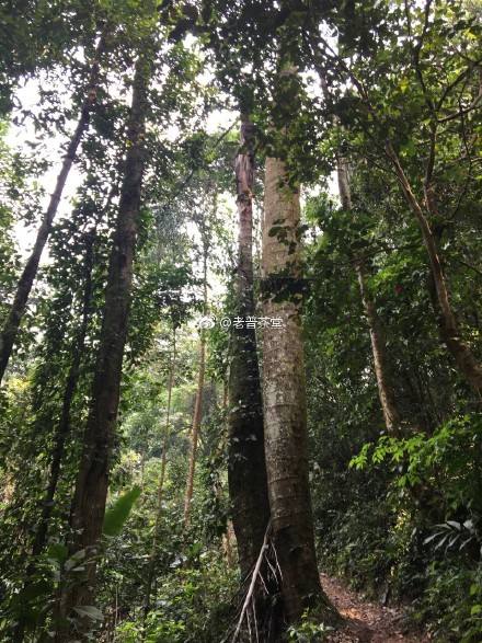 2022年刮風寨茶王樹古樹春茶特點？