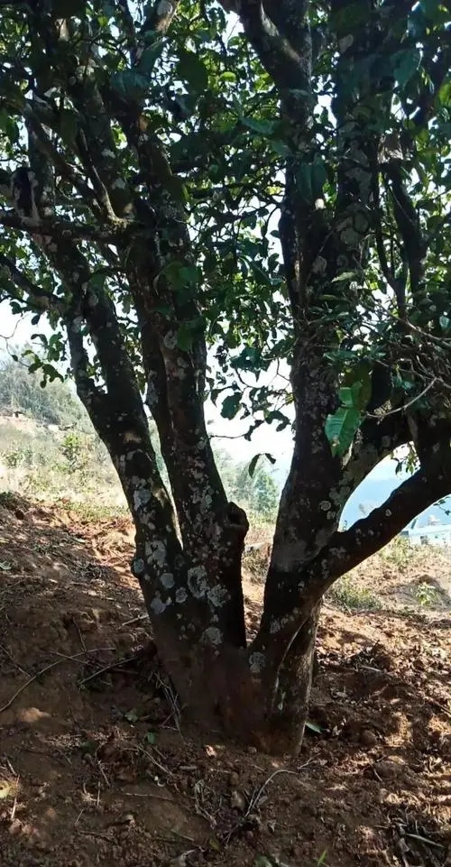 2022年冷水河古樹春茶多少錢一公斤?